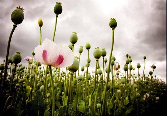 داروهای مشتق از تریاک؛ ضرورت حیاتی برای اتاق عمل و بیماران صعب‌العلاج 